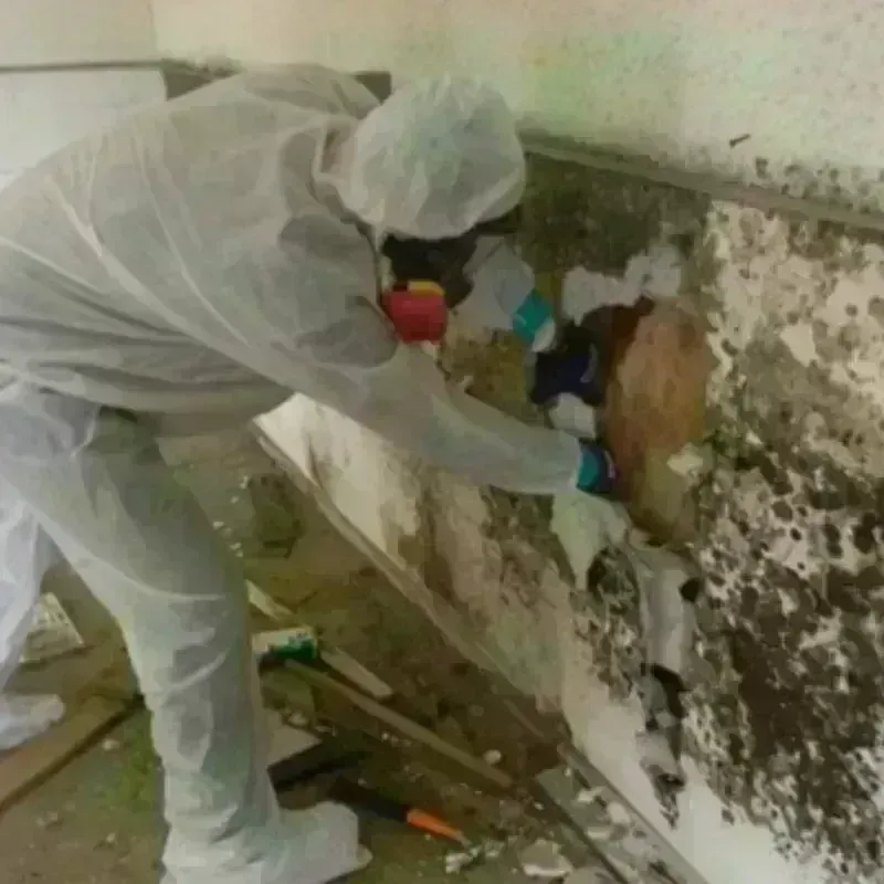 Mold Remediation and Removal in Blandon, PA